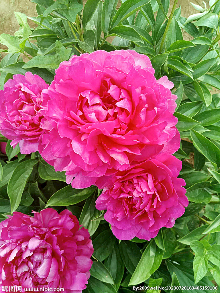 芍药花开
