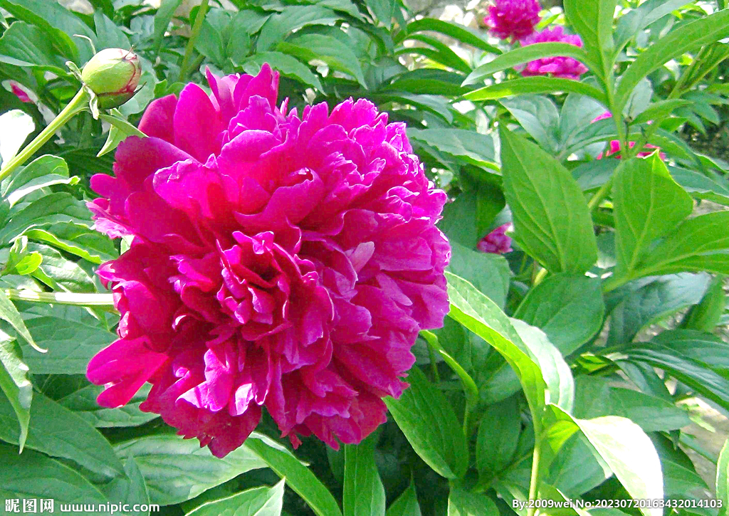 芍药花开