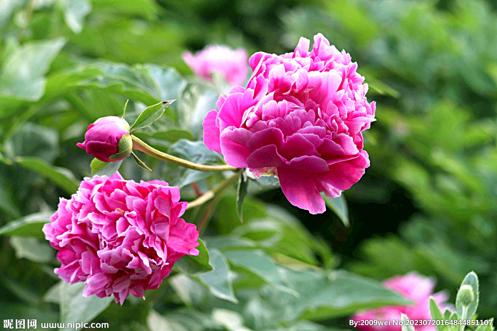 芍药花开