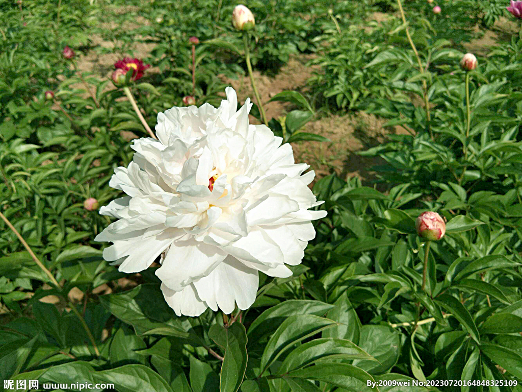 芍药花开