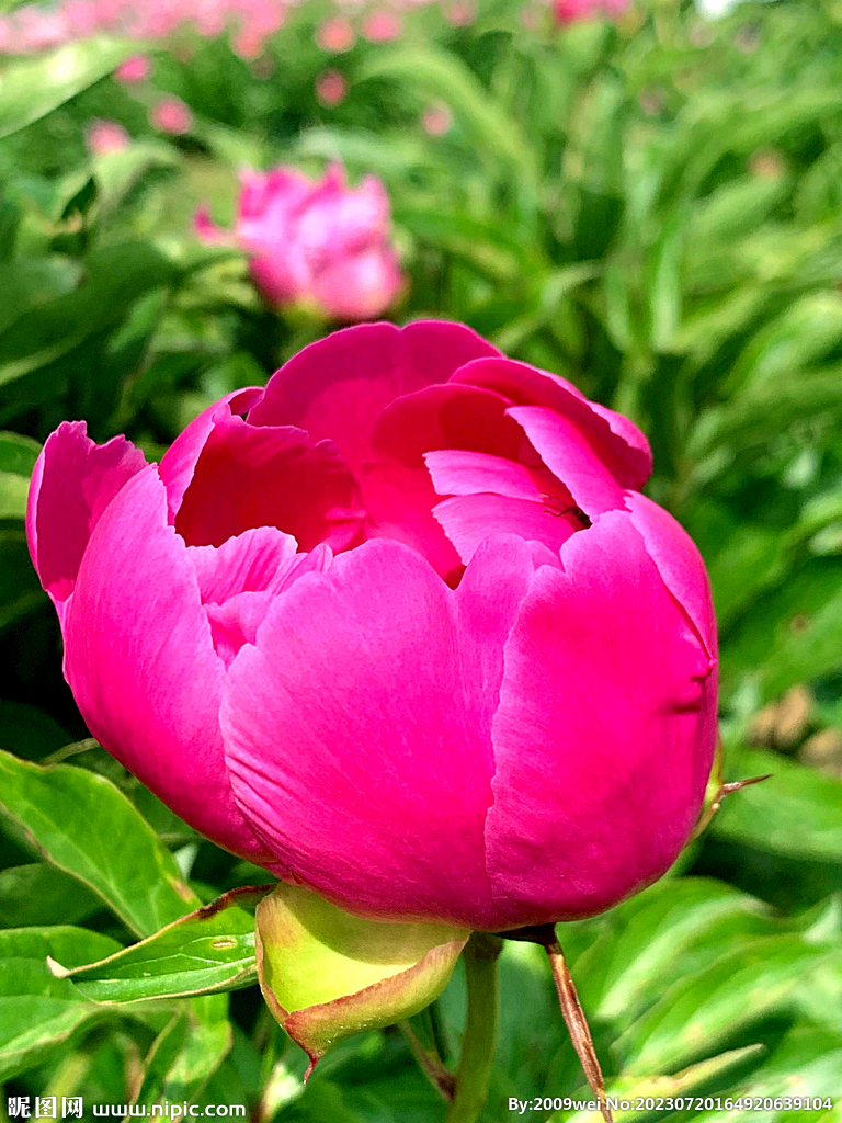 芍药花开