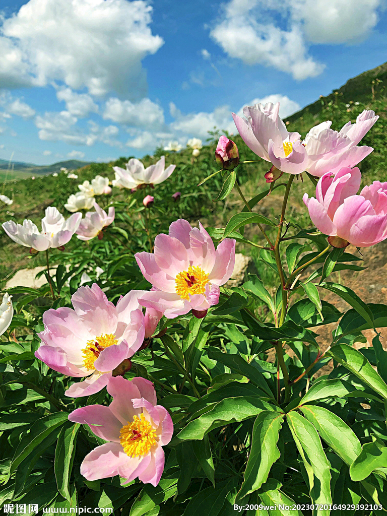 芍药花开