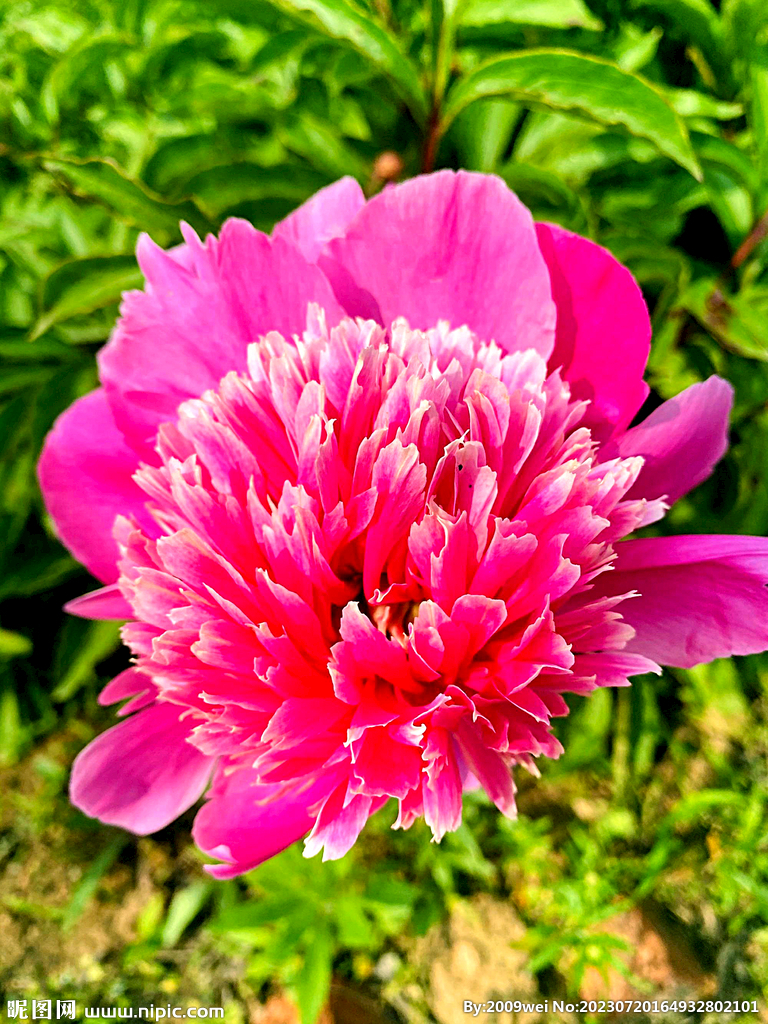 芍药花开