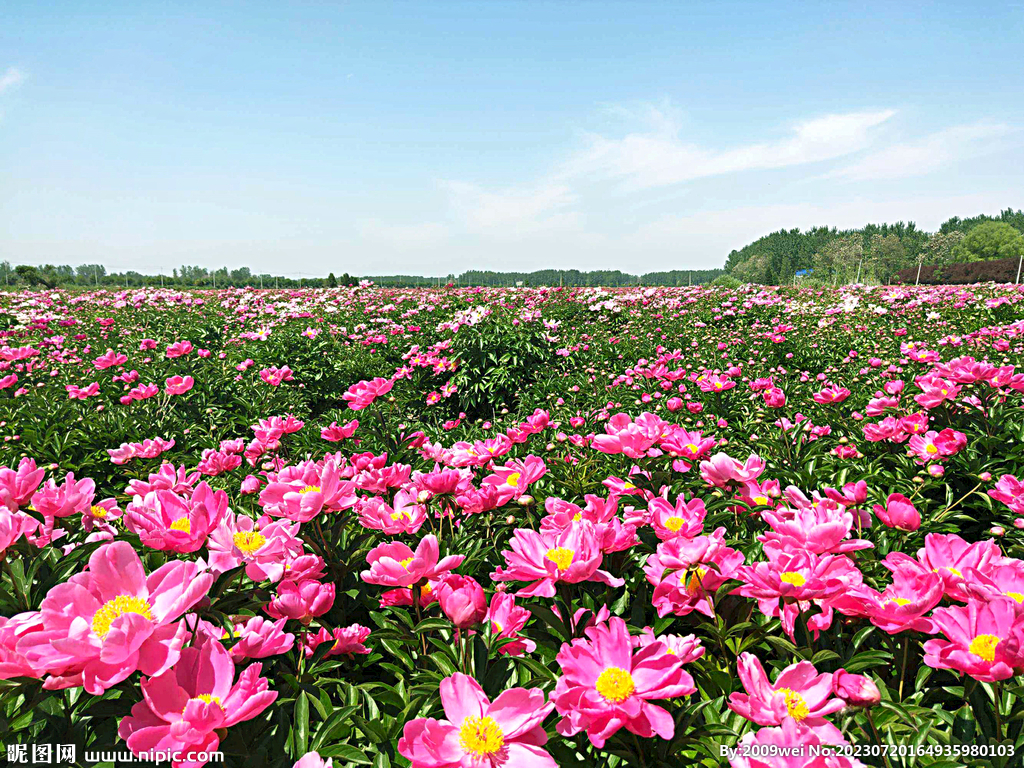 芍药花开