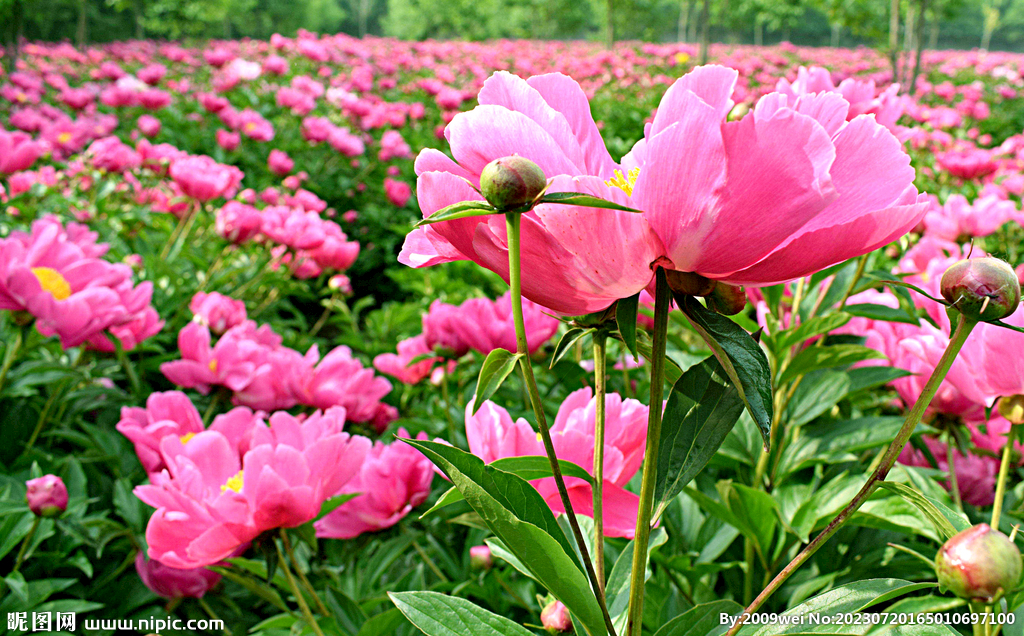 芍药花开