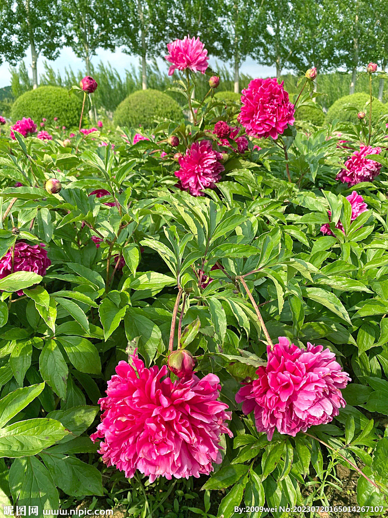 芍药花开