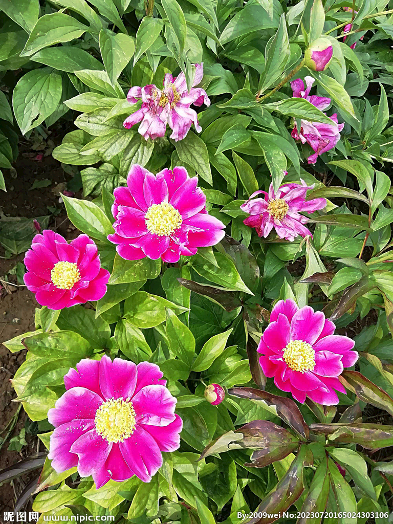 芍药花开