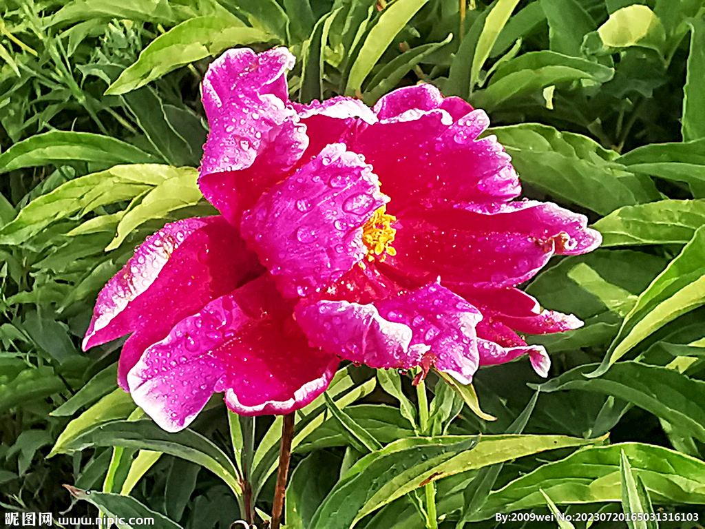 芍药花开