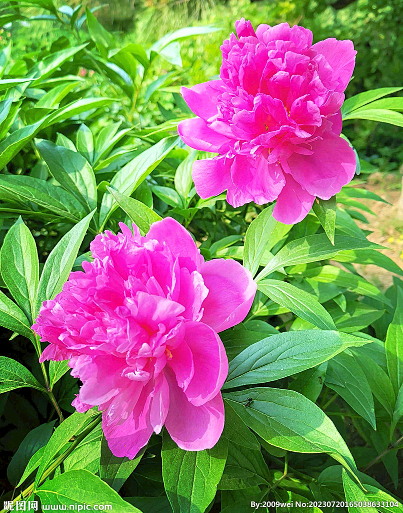 芍药花开