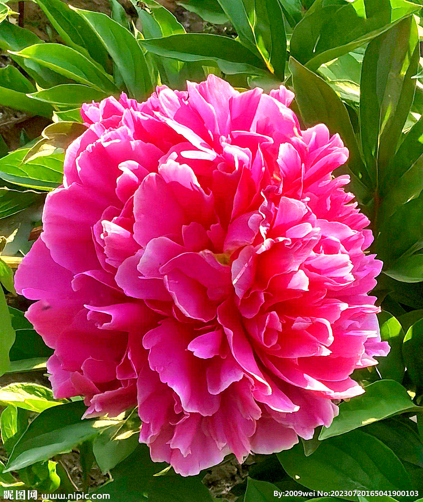 芍药花开