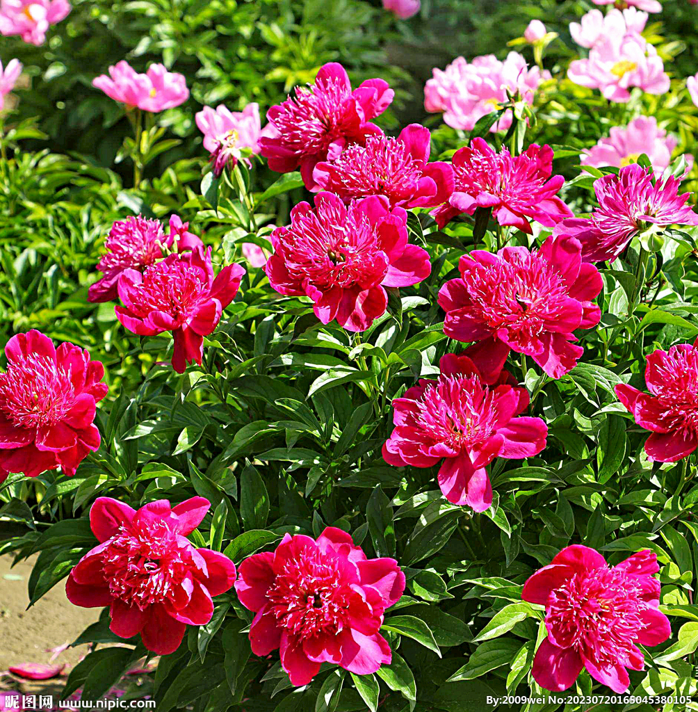 芍药花开