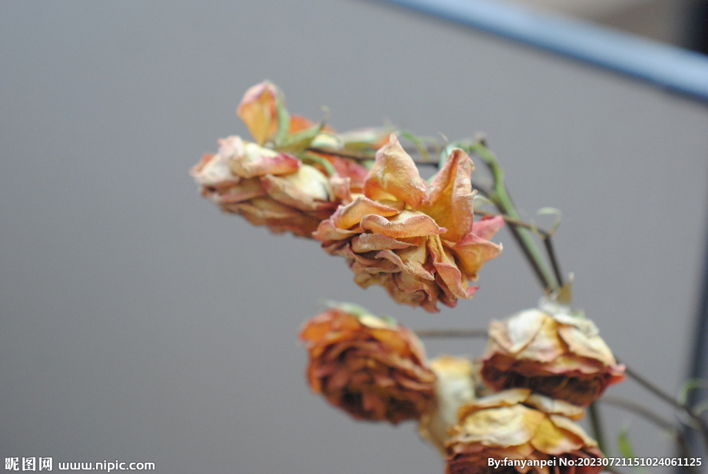 玫瑰花干花特写