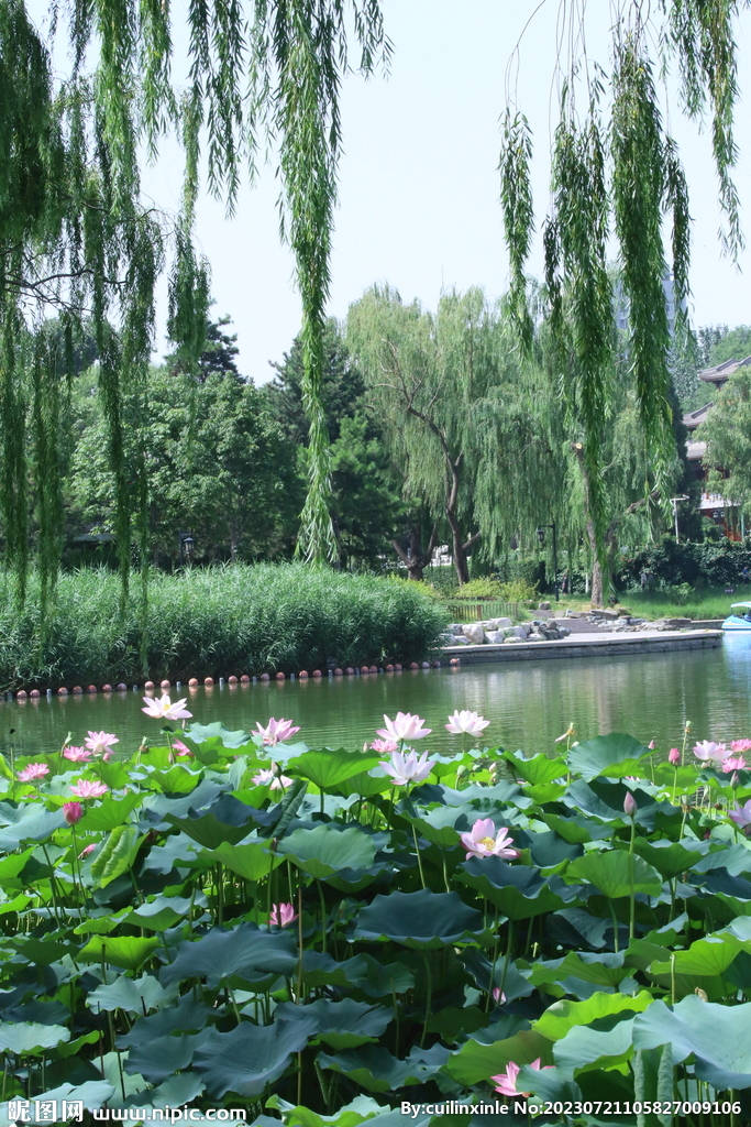 公园风景 