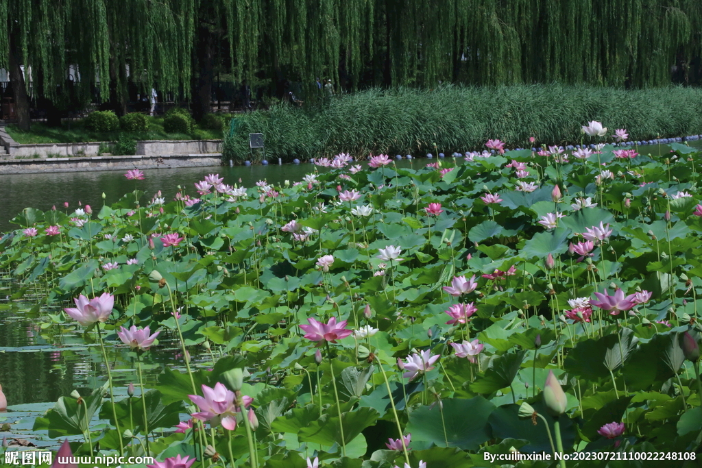 公园风景 