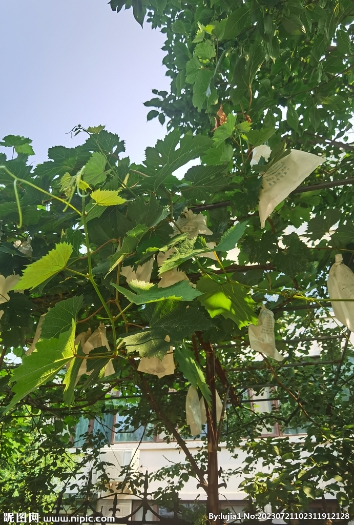 黄瓜花