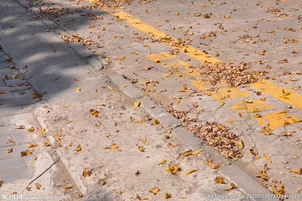 道路落叶