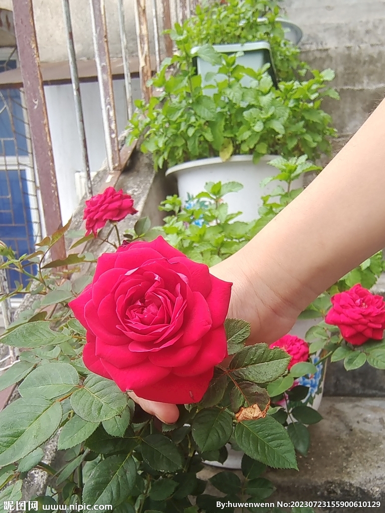 月季花