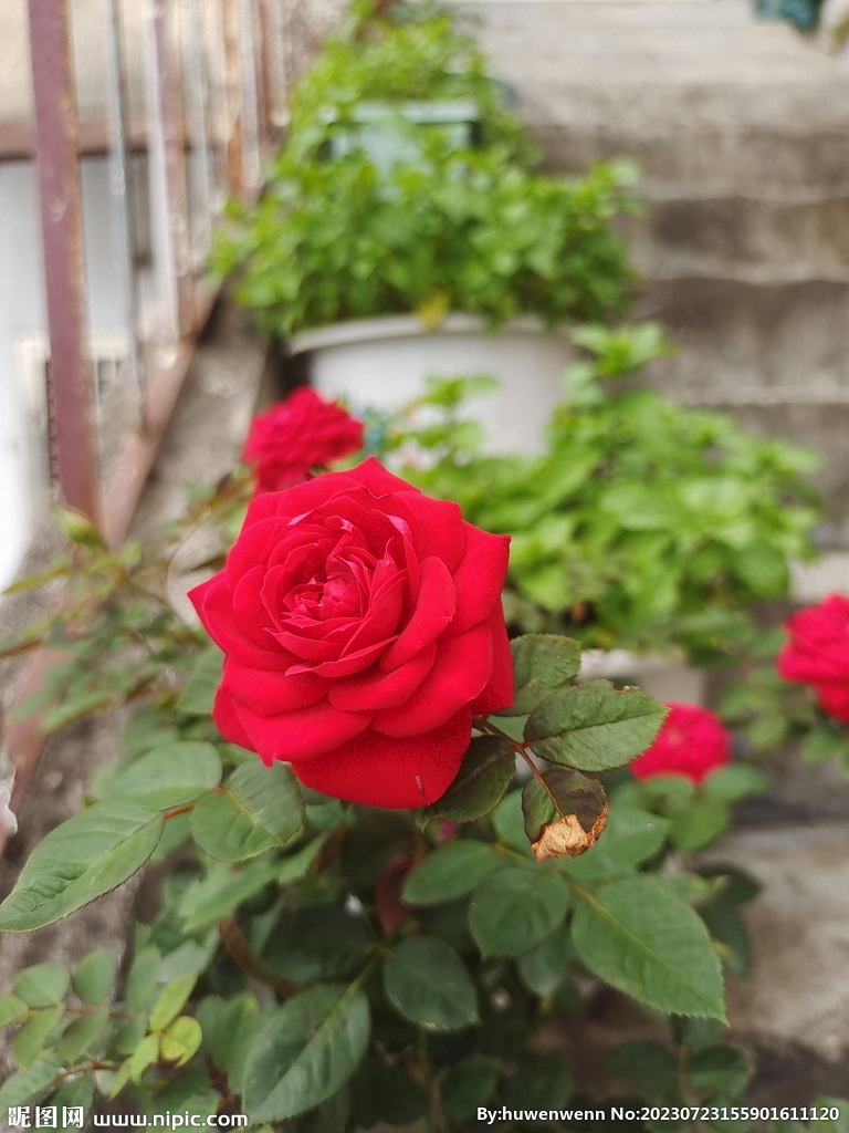 月季花