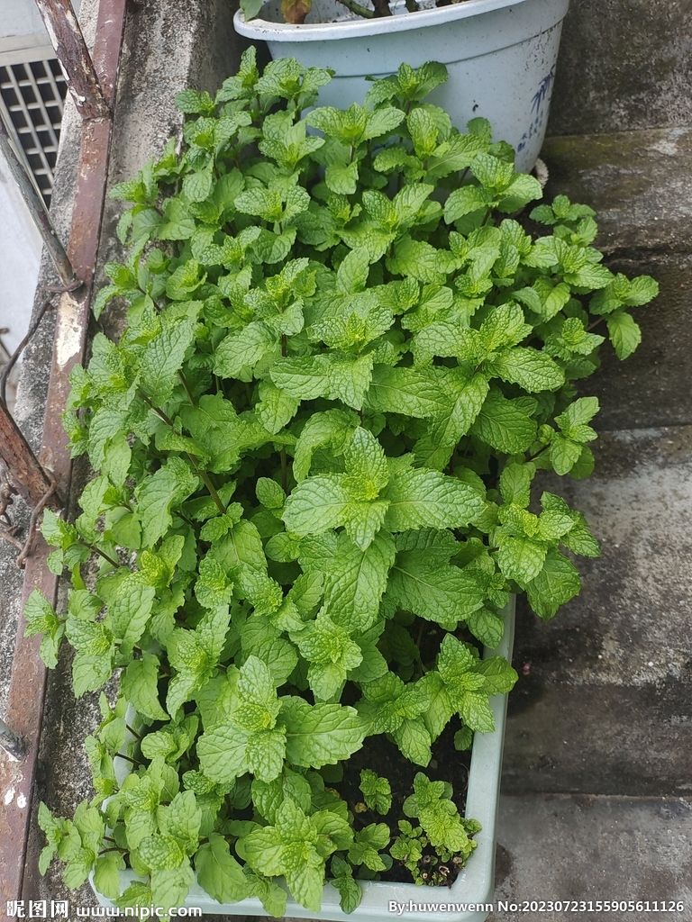 种薄荷