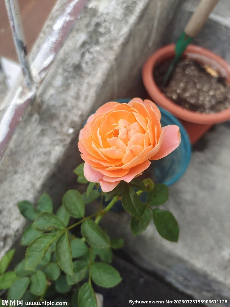 花朵月季