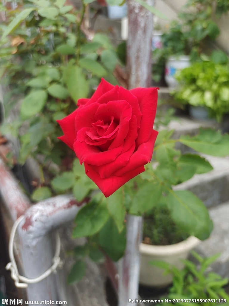 红花