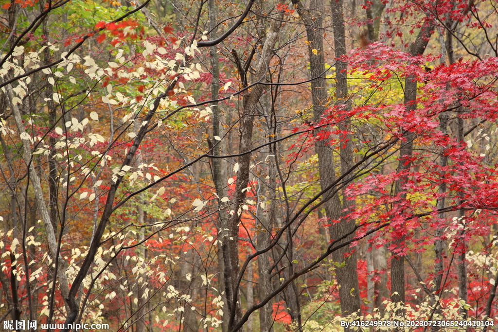 本溪关门山 枫叶   