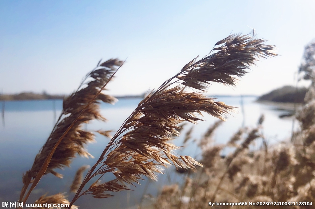 湖边芦苇