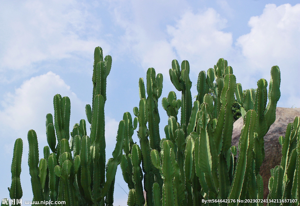 厦门万石植物园仙人掌
