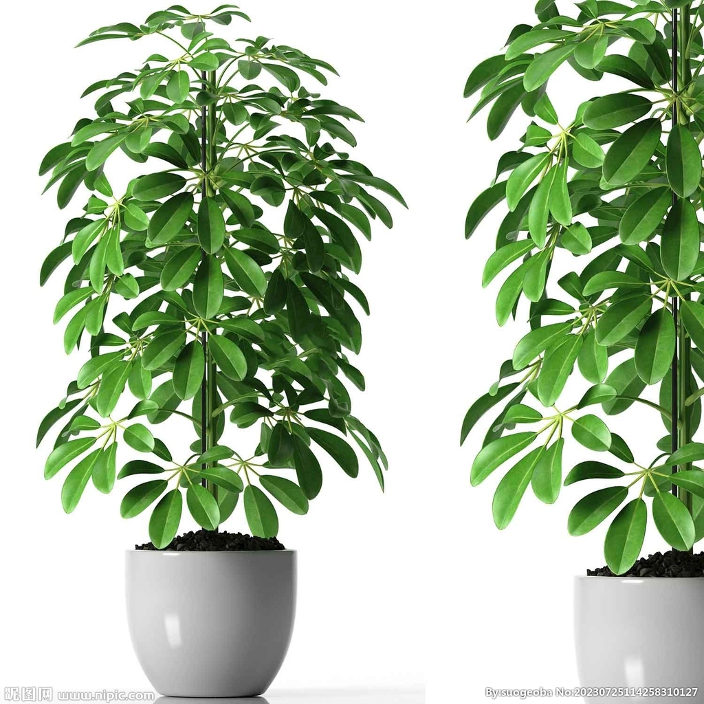 C4D模型 绿色植物 
