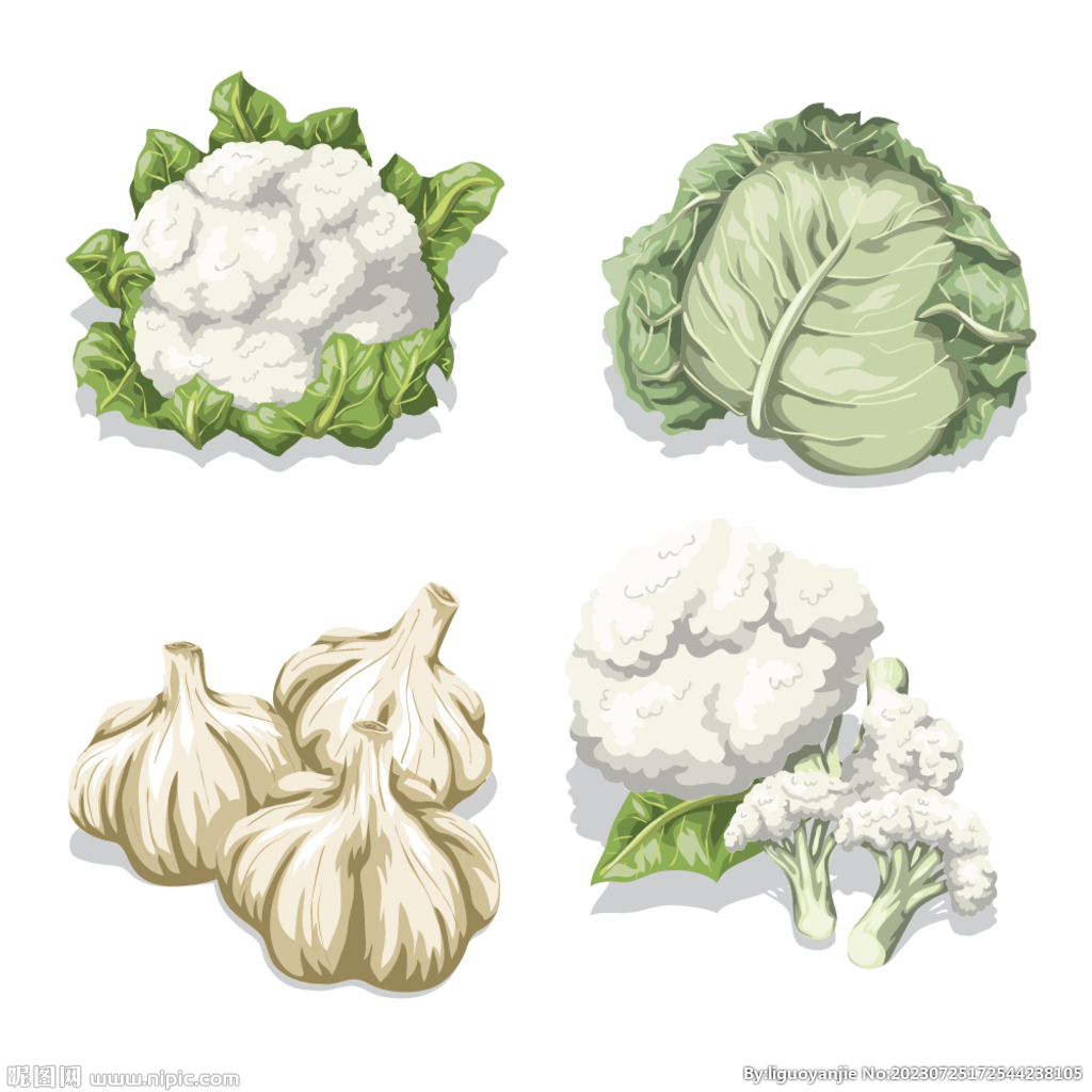 白色蔬菜 