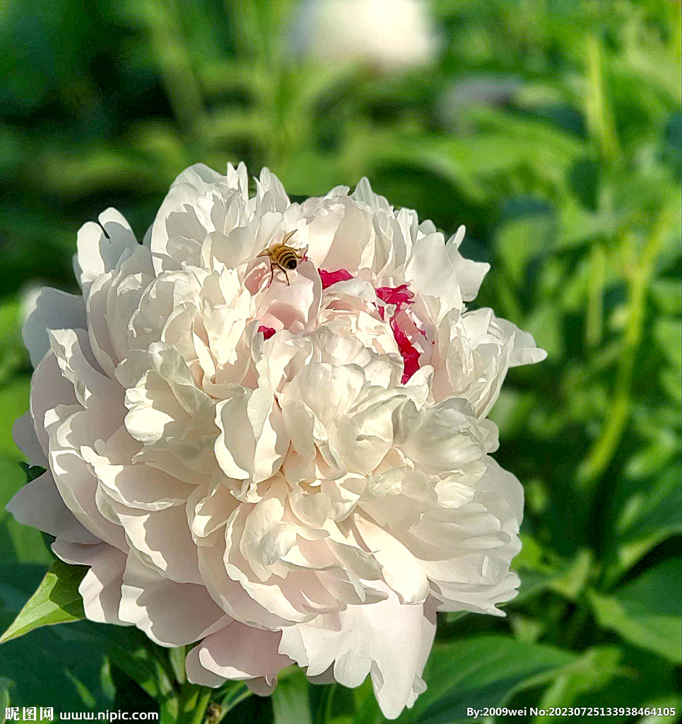 芍药花开