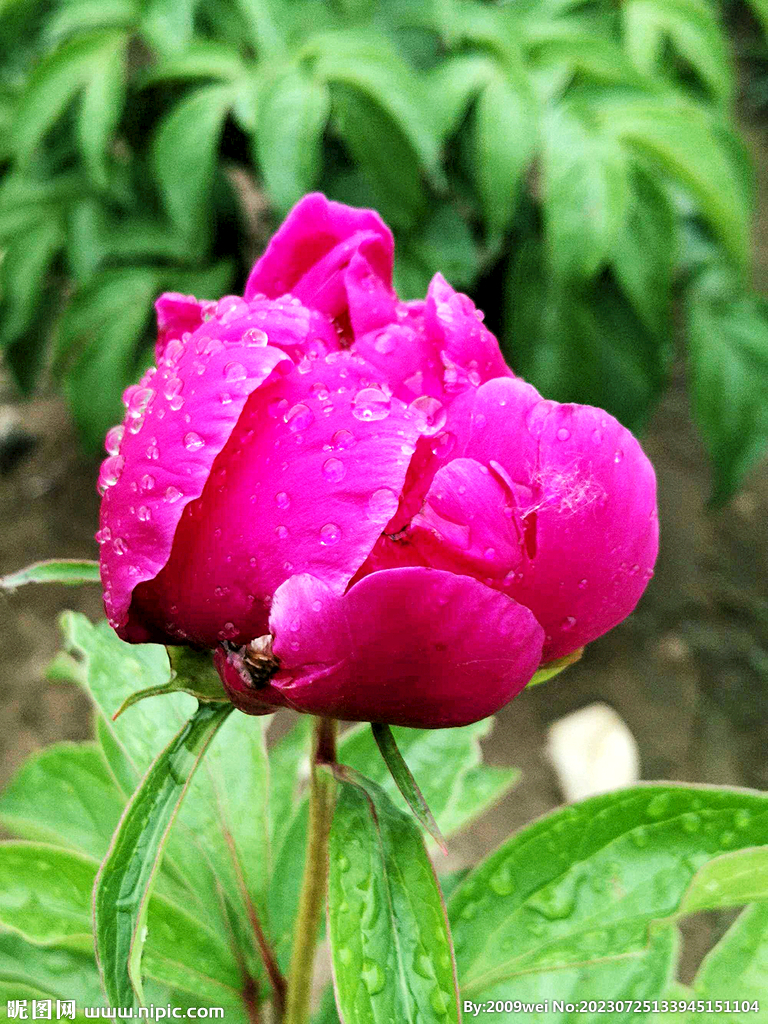 芍药花开