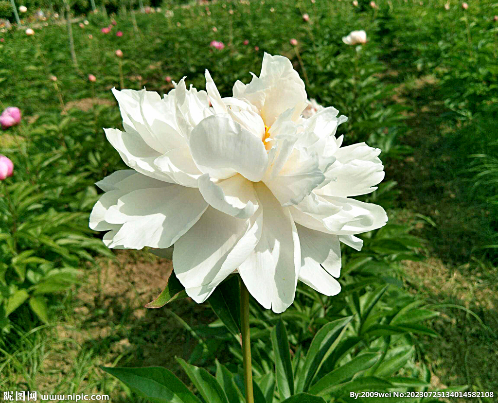 芍药花开