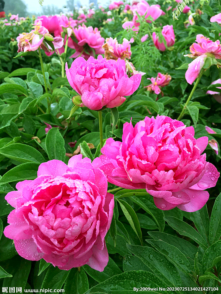 芍药花开