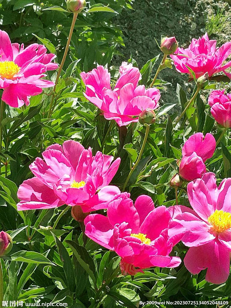 芍药花开