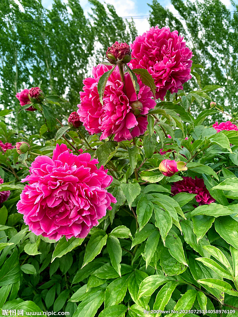 芍药花开