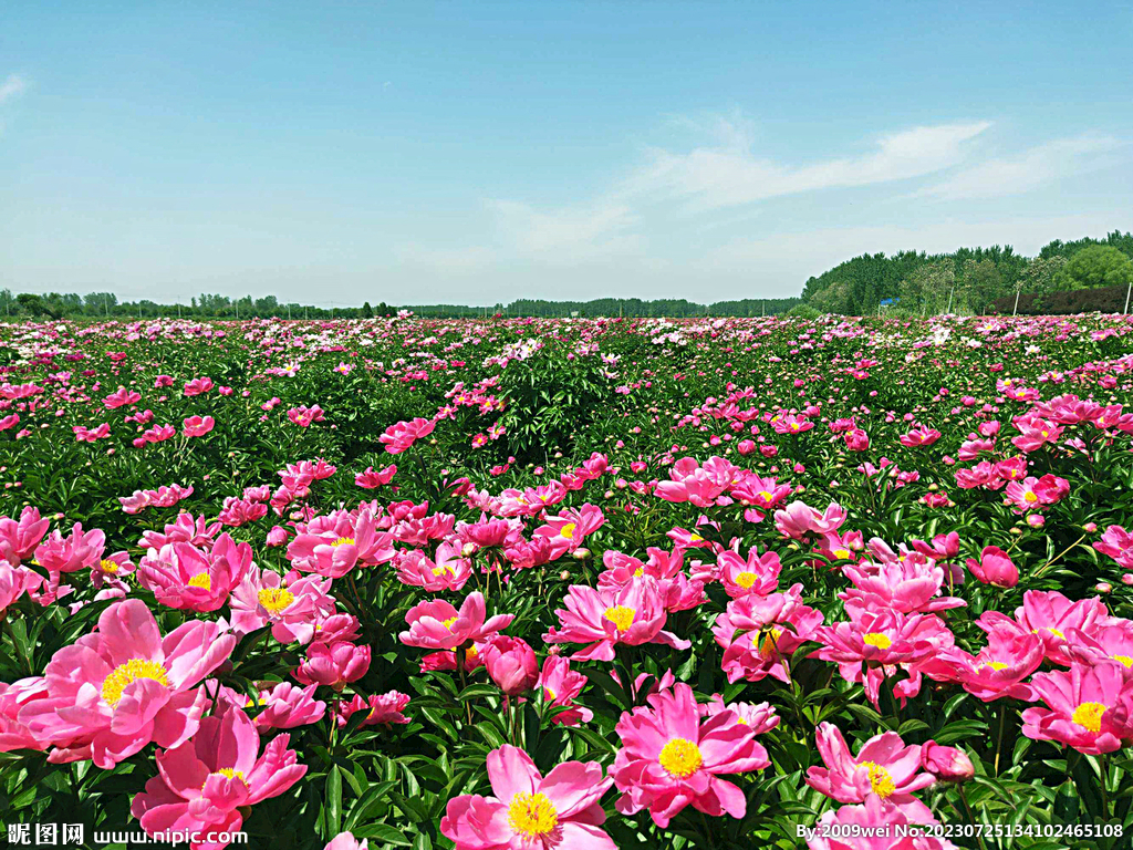芍药花开