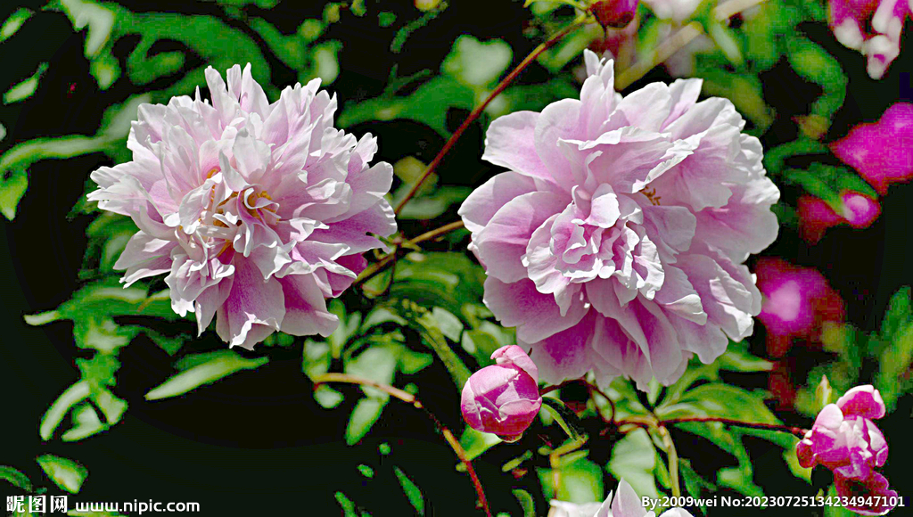 芍药花开