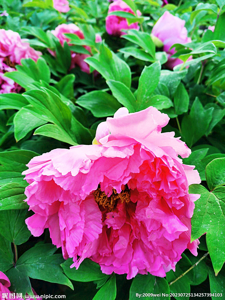 芍药花开
