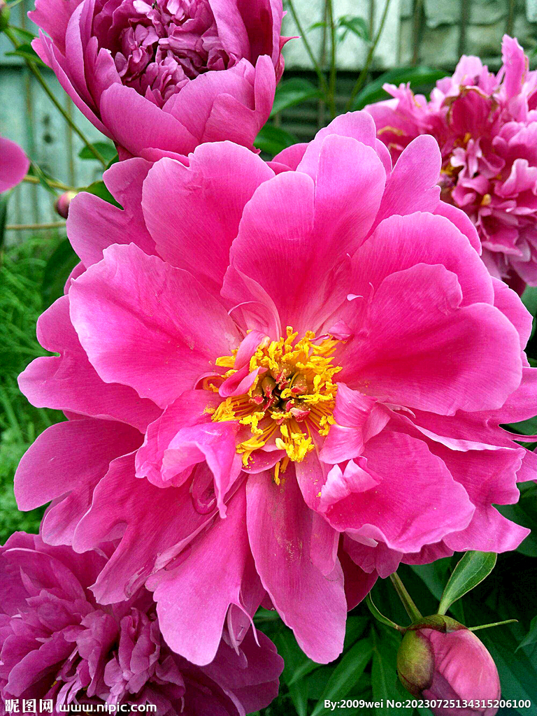 芍药花开