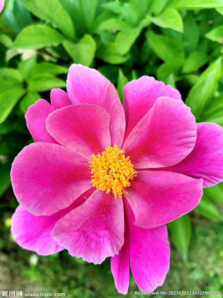 芍药花开