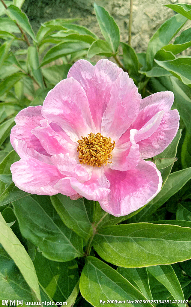 芍药花开