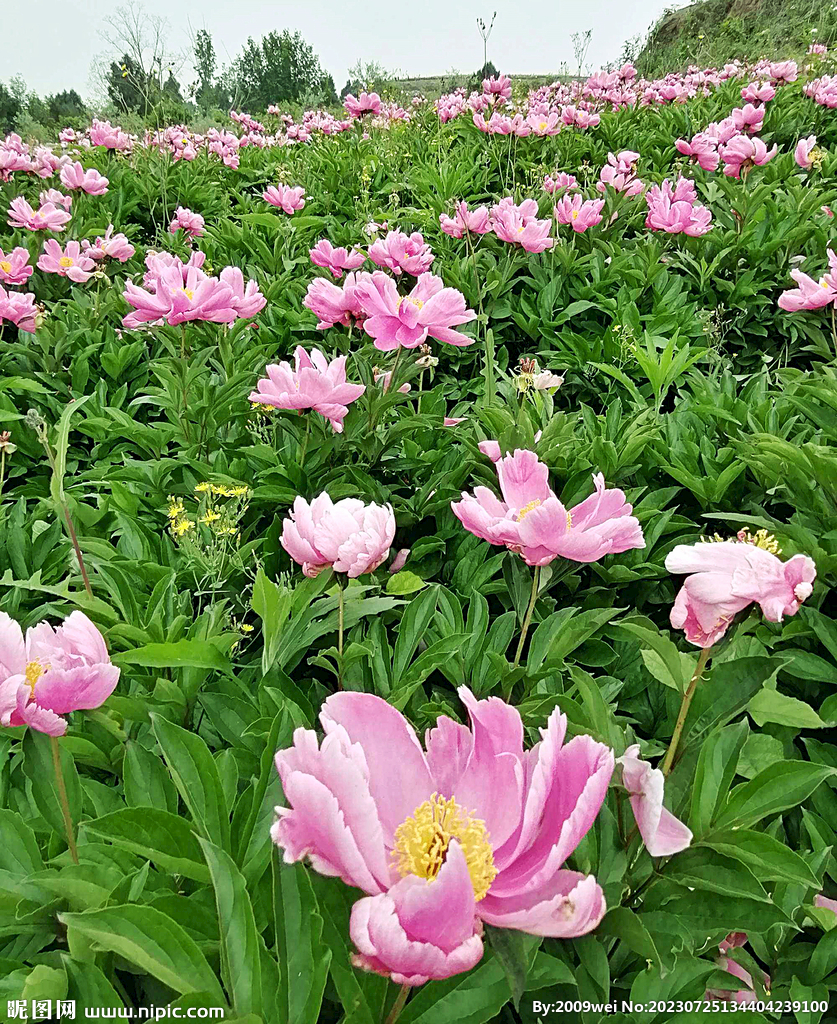芍药花开