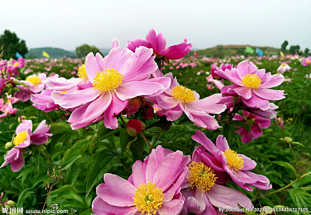 芍药花开