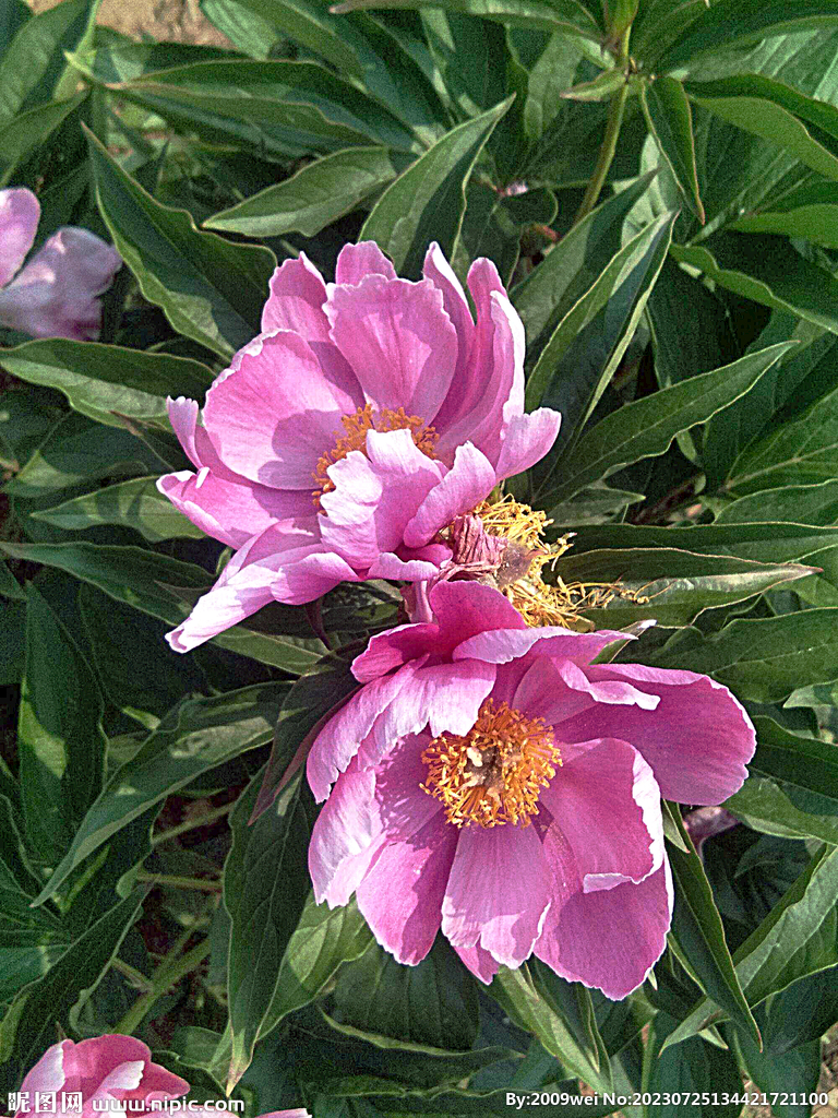 芍药花开