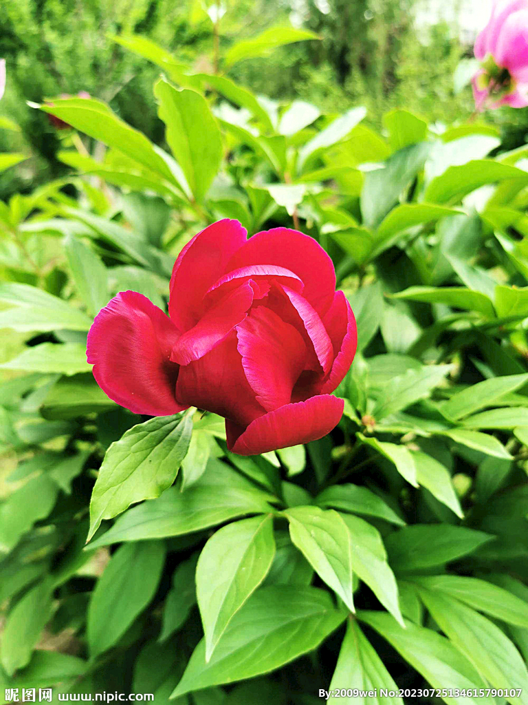 芍药花开