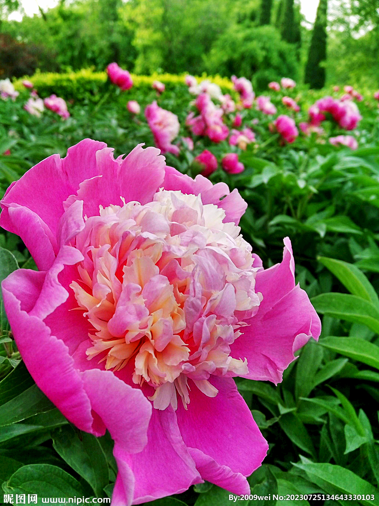 芍药花开