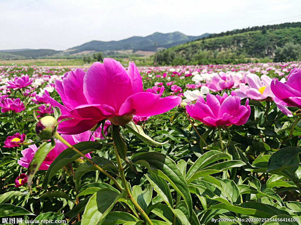 芍药花开
