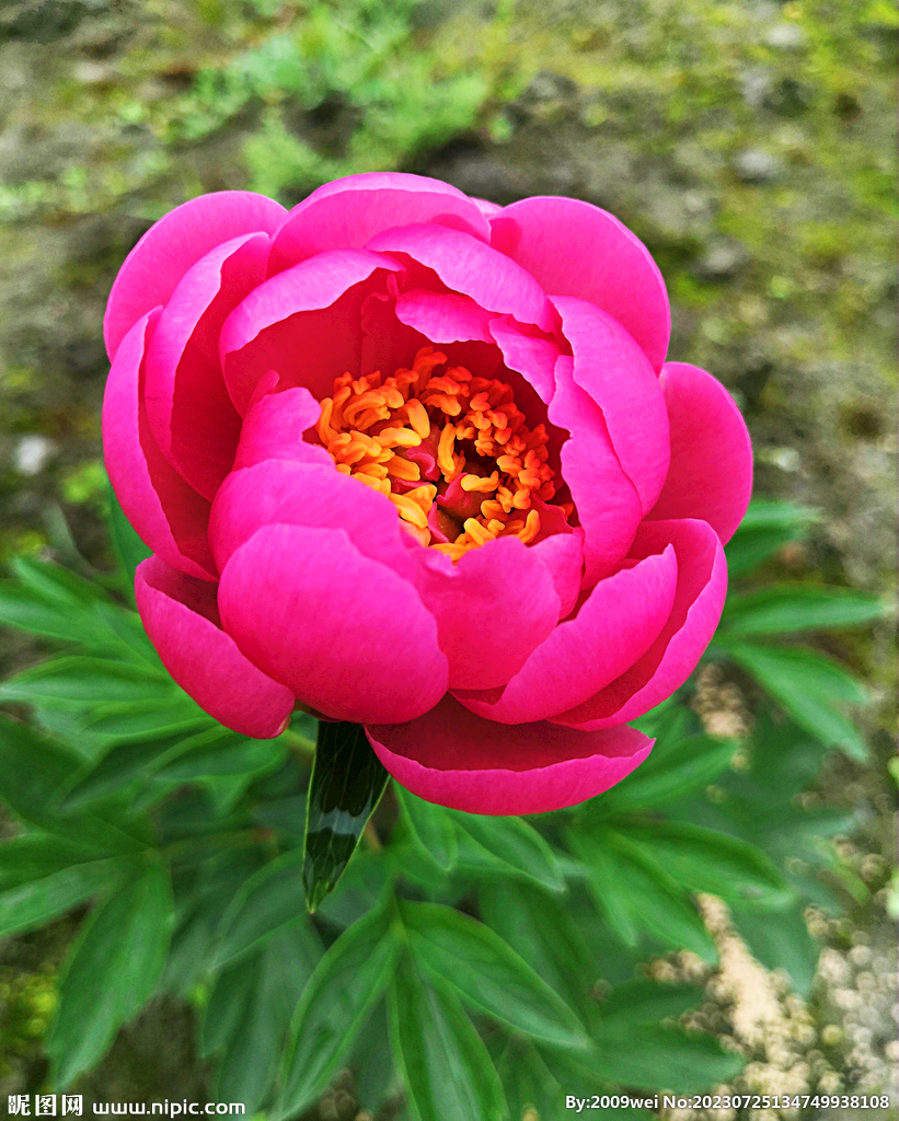 芍药花开