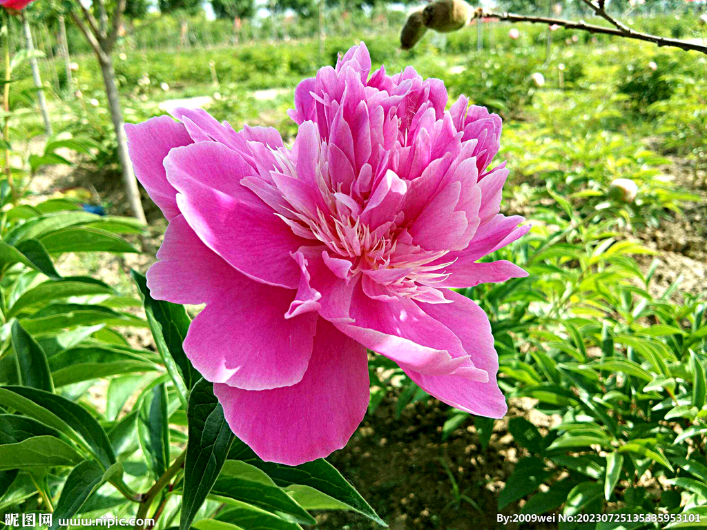 芍药花开